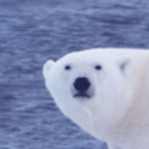 Meet your Posher, Polar